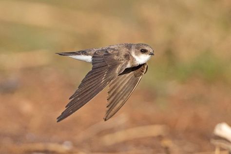 Sand Martin, Bear Paintings, Bird Watcher, Swallows, Bird Pictures, The Sand, Dark Brown, Art Projects, Birds