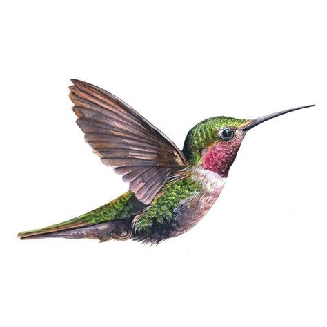 Hummingbird- small watercolor painting #hummingbird #birdart #putabirdonit #birdpainting #birdwatercolor #birdartist #birdwatercolour Hummingbird Illustration, Online Artwork, Note To A Friend, Bird Artists, Watercolor Hummingbird, Hummingbird Painting, Small Watercolor, Hummingbird Pictures, Watercolor Images