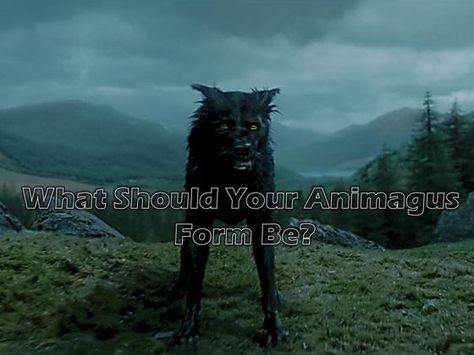 What Should Your Animagus Form Be? Harry Potter Creatures, Harry Potter Test, Harry Potter Pets, Fantastic Beasts Movie, Harry Potter Quizzes, Harry Potter Quiz, Hp Harry Potter, Harry Potter Wizard, Mystical Animals