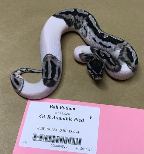 Pie Ball Python, Grey Ball Python, Ball Python Tattoo, Pied Ball Python, Ball Python Cage, Albino Ball Python, Fancy Ball Python, Piebald Python, Grey Piebald Ball Python