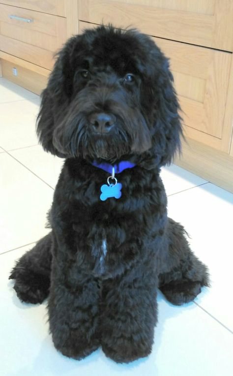 Black Cockapoo Haircut Styles, Cockapoo Haircut, Cockapoo Grooming, Reference Animals, Mini Cockapoo, Doodle Grooming, Poodle Haircuts, Australian Labradoodles, Black Cockapoo