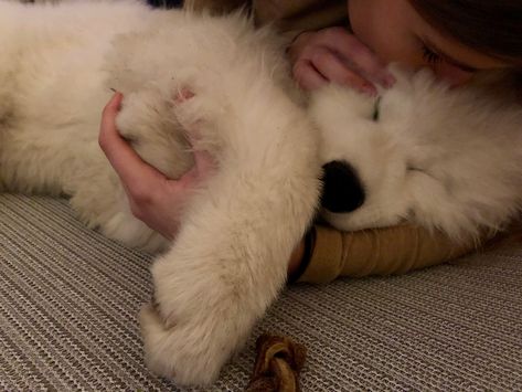 Cuddle With Dogs, Samoyed Puppy, Very Cute Puppies, Samoyed Dogs, Fluffy Dogs, Cute Funny Dogs, Baby Dogs, Cute Little Animals