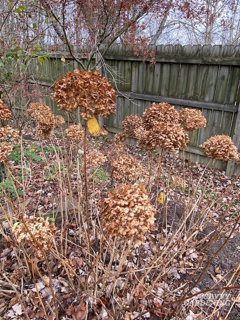 When to Cut Back Hydrangeas: An Easy-to-Follow Guide How To Split Hydrangeas, Moving Hydrangea Bush, Pruning Hydrangeas Spring, How To Prune Hydrangeas In The Fall, When To Fertilize Hydrangeas, When To Trim Hydrangeas, Trimming Hydrangeas, Hydrangea Pruning, Hydrangea Plant Care