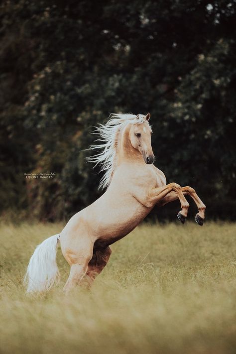 Horse Rearing, Palomino Horse, Horse Aesthetic, Most Beautiful Horses, Majestic Horse, All The Pretty Horses, Horse Crazy, Majestic Animals, White Horses