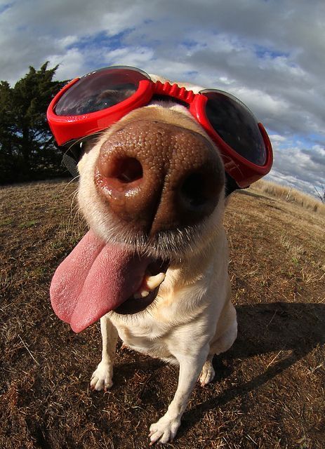 A Dog, Sunglasses, Funny, Animals