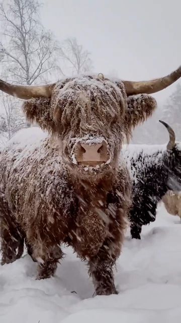 Castles of Scotland on Instagram: "Highland cows by @smedisgarden have a long and distinguished ancestry, not only in their homeland of Scotland but in many other parts of the world (such as in Finland as shown in this video). One of Britain’s oldest, most distinctive, and best known breeds, with a thick, flowing coat of rich hair and long horns, the Highlander has remained largely unchanged over the centuries. Originally the breed was divided into two classes, the West Highlands or Kyloe, and Teacup Highland Cow, Hairy Cows Scottish Highlands, High Land Cow, Cows Aesthetic, Cow Background, Long Haired Cows, Rich Hair, Long Horns, Scottish Cow