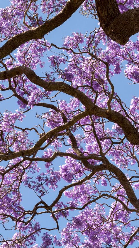 🟣 Jacarandas are not native to Australia 
🟣They grow tall and wide
🟣 Baby Jacarandas hate the cold
🟣 The average lifespan of a Jacaranda tree is 50 years

For more on growing Jacaranda trees or helpful garden maintenance tips, get in contact with our knowledgeble team today! Jacaranda Flower, Classic Garden Design, Jacaranda Trees, Sydney Gardens, Contemporary Garden Design, Jacaranda Tree, Pool Landscape Design, Home Landscape, Flower Plants