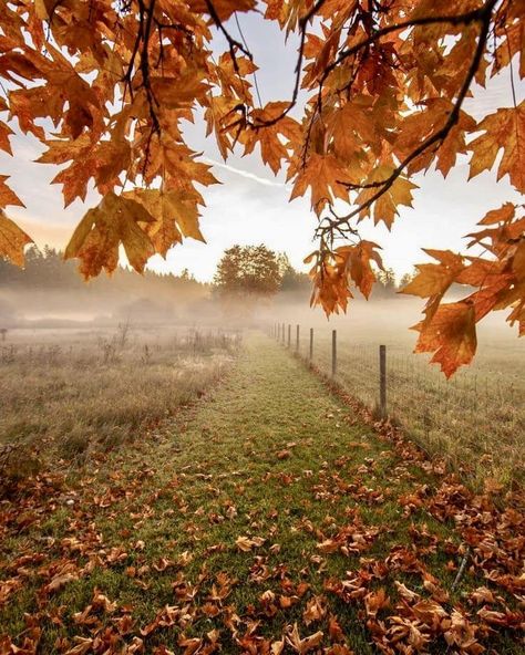 Beautiful Meadow, Fall Photography Nature, Dog Tumblr, Landscape Photography Tips, Autumn Magic, Fall Photo, Autumn Scenes, Country Landscaping, Autumn Scenery