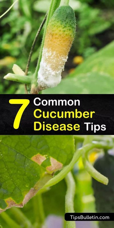 Learn how to spot, treat, and prevent cucumber diseases to grow a healthy and productive vegetable garden. Cucumber plants are often plagued by downy mildew, anthracnose, and other bacterial and… Cucumber Leaves Turning Yellow, Cucumber Plants, Cucumber Gardening, Cucumber Varieties, Homestead Gardening, Zucchini Plants, Natural Insecticide, Garden Problems, Cucumber Beetles