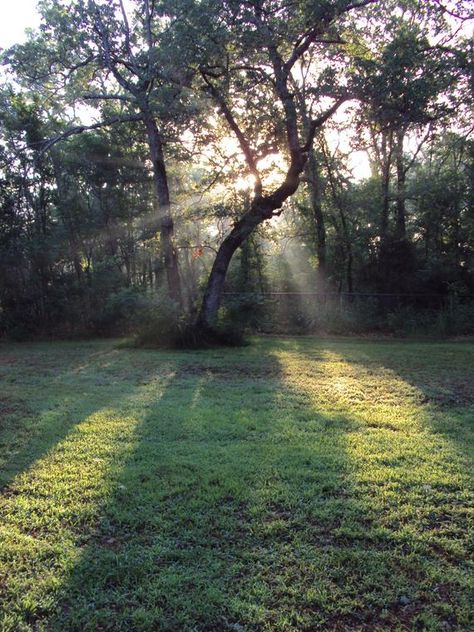 Morning Sun / Summer Forest Light / 8 x 10 10 Am Morning Aesthetic, 5 Pm Aesthetic, Early Morning Aesthetic Window, Early Summer Morning Aesthetic, Spring Morning Aesthetic, Sunny Morning Aesthetic, Summer Morning Aesthetic, Mornings Aesthetic, Spring Vibes Aesthetic