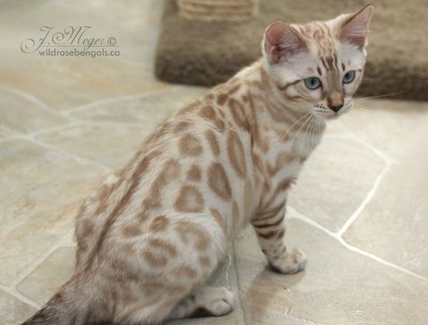 Snow Bengal, Asian Leopard Cat, Dream's Cat, Bengal Kitten, Leopard Cat, Bengal Cats, Cute Cats Photos, Pretty Animals, Silly Animals