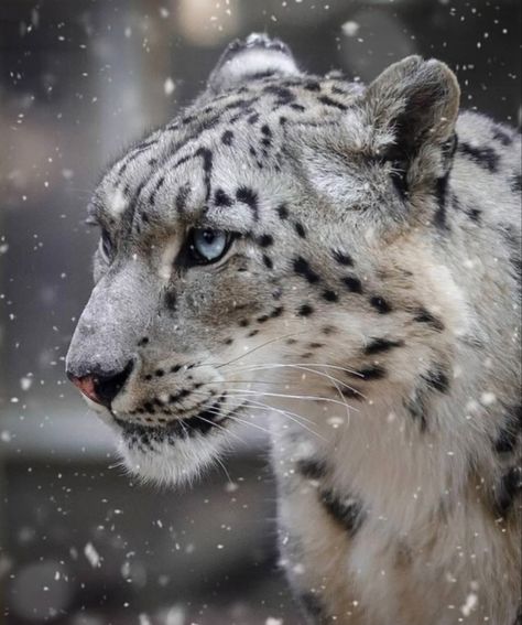 Snow Leopard Blue Eyes, Snow Leopard Side View, Snow Leopard Side Profile, Snow Leopard Photography, Animal Illustration Art, Most Beautiful Animals, Cat Pose, Arte Inspo, Wild Dogs