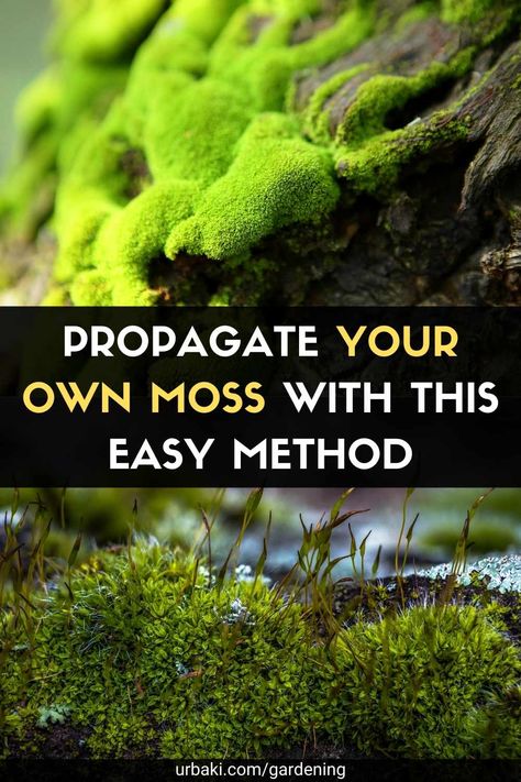 There is something about moss that can give any garden an aged "secret garden" look. In certain climates, you'll notice moss growing on its own, usually on sidewalks, trees, and gaps in your lawn. If you love the look of moss but don't have the fuzzy green mulch in your own landscape, you can intentionally cultivate it to grow in your garden as a bed, border, or stone walls. Moss prefers moisture, shade, and generally acidic soil. While not traditionally difficult to care for, the heat of ... Moss Lawn, Moss Growing, Growing Moss, Beautiful Terrariums, Moss Plant, Moss Decor, Moss Garden, Garden Terrarium, Stone Walls