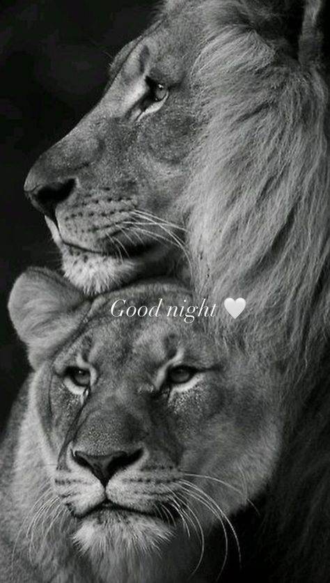 Lion Couple, Wild Animal Wallpaper, Beautiful Horses Photography, Lion Photography, Lion And Lioness, Lion Love, Lion Images, Cute Black Wallpaper, Lion Pictures