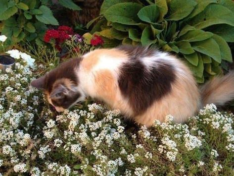 The Grass, In The Middle, A Cat, The Middle, Walking, Plants, Flowers