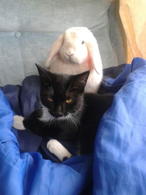 Cute bunny/kitten, Shadow and Jinx having some quality sister time. Cat And Rabbit, Cat And Bunny, Bunny And Cat, Black Cat Golden Retriever Duo Friends, Bunny And Dog Together, Cat Couple Black And White, Rabbit And Cat Together, Black Cat Gf Aesthetic, Mini Lop Rabbit