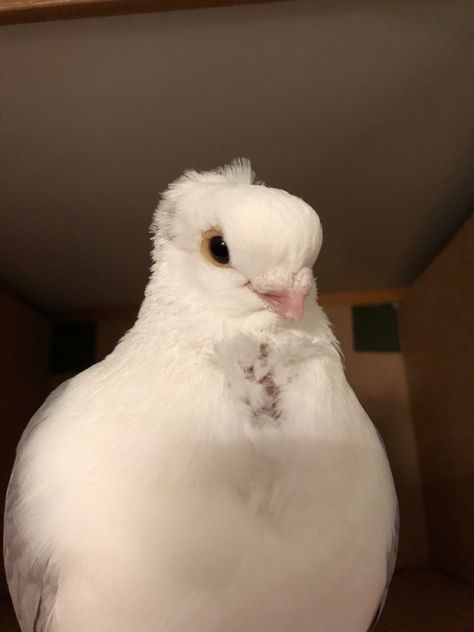 Pet Dove Aesthetic, German Owl Pigeon, Pigeon Pet, Owl Pigeon, Pet Pigeon, Cute Pigeon, White Pigeon, Pigeon Breeds, Dove Pigeon