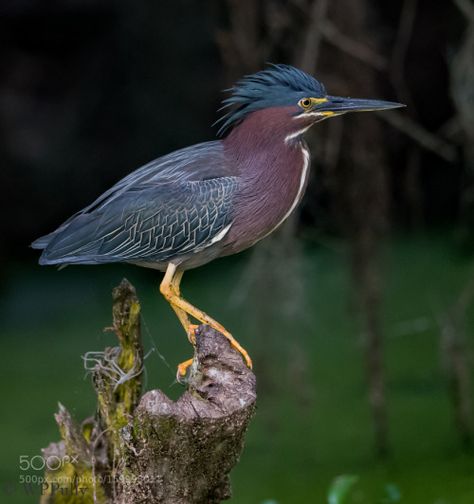 Green Heron Posing by wppully2 http://ift.tt/28SKhfY Fancy Birds, Canary Birds, Heron Art, Green Heron, Coastal Birds, Let's Make Art, Water Birds, Bird Pictures, Pretty Birds