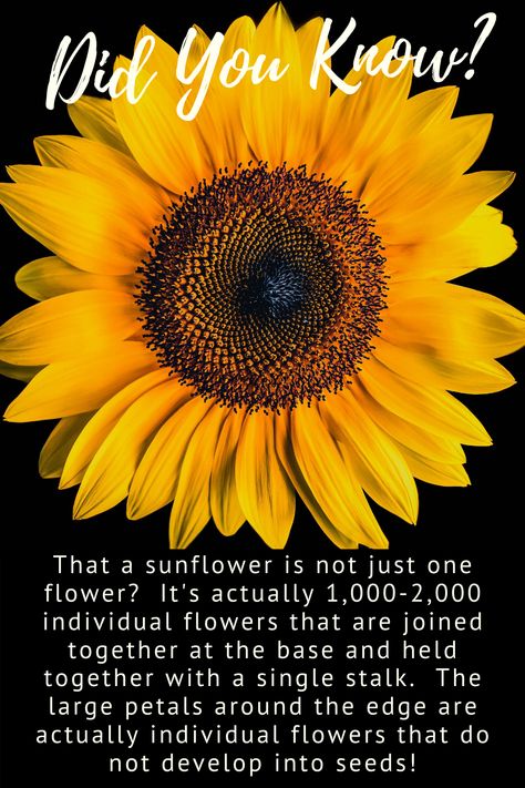 National Sunflower Day, Planting Sunflower Seeds, Sunflower Facts, Encouragement Box, Seed Quotes, Meaning Of Sunflower, Sunflower Stuff, Sunflower Names, Potted Sunflowers