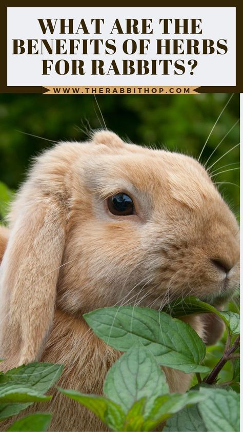 Rabbits are herbivores, and as such, they need a diet high in fiber and low in sugar. This guide will explore the nutritional benefits of herbs for rabbits and provide tips on how to include them in your pet's diet. Herbs For Rabbits, Lopear Rabbit, Vegetables For Rabbits, Benefits Of Herbs, Rabbit Diet, Pet Nutrition, Raising Rabbits, Vegetable Benefits, High In Fiber