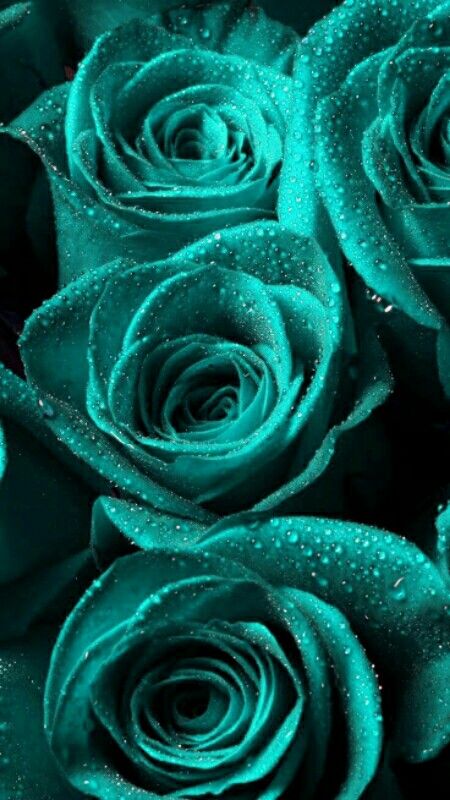 Flor Iphone Wallpaper, Turquoise Aesthetic, Green Roses, Turquoise Wallpaper, Dark Green Aesthetic, Teal Wallpaper, Shades Of Turquoise, Beautiful Rose Flowers, Aqua Turquoise