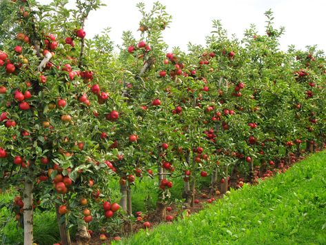 10 Dwarf Fruit Trees You Can Grow in Any Yard Cherry Fruit Tree, Fruit Trees Backyard, Tangerine Tree, Fruit Tree Garden, Fruit Growing, Orchard Garden, Fruit Bushes, Growing Fruit Trees, Apple Trees