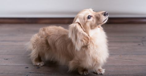 Long Haired Blonde Dachshund, Blonde Long Haired Dachshund, Golden Dachshund, Blonde Dachshund, Cream Dachshund, Dachshund Puppy Long Haired, Long Haired Dogs, Dachshund Breed, Australian Shepherd Puppies