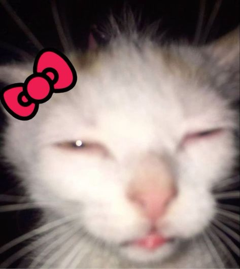 its for the discord profile inspo Cutesy Pfp, Cat Bored, Tik Tok Pfp, Cats Pfp, Animal Pfp, Cute Magnets, Hello Kitty Pfp, Kitty Pfp, Pfp For Discord