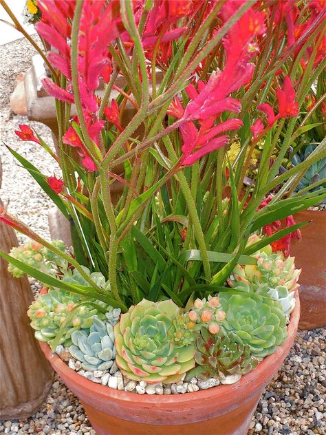 Kangaroo Paws w/ succulents Kangaroo Paw Plant, Lawn Garden Ideas, Rural Garden, Tropical Landscape Design, Kangaroo Paw, Tropical Landscape, Pot Plants, Building A Home, Landscape Architecture Design