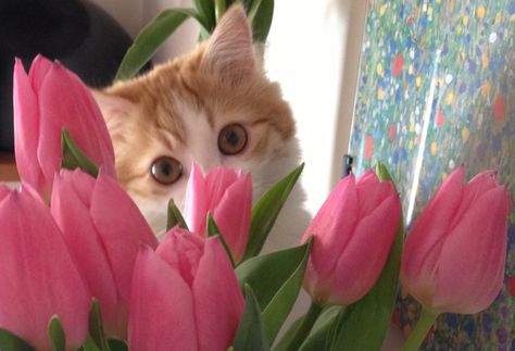 ❤ Tulips With Cat, Cat Tulips, Cat Header, Peace Mood, Cats With Flowers, Cat With Flowers, Cat References, Mushroom Wallpaper, Spiritual Animal