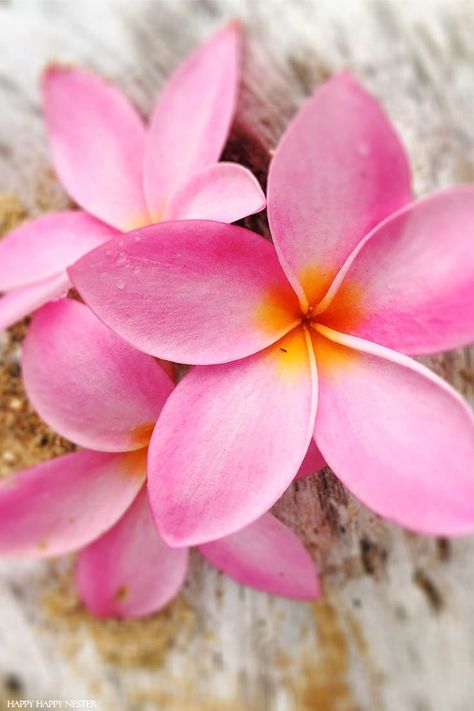 Princeville Hawaii, Plumeria Tattoo, Hawaii Painting, Hawaii Flowers, Beach Flowers, Plumeria Flowers, Kauai Hawaii, Beautiful Bouquet Of Flowers, Hawaiian Flowers