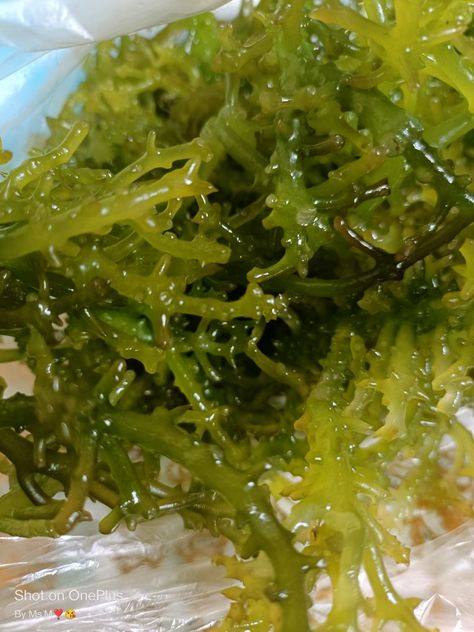 Edible Seaweed, Seaweed Salad, Salad, Ethnic Recipes, Quick Saves