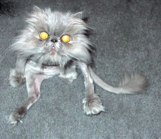 Cats are so sweet Ugly Animals, Ugly Dogs, Ugly Cat, Cats Meow, Funny Animal Pictures, Cocker Spaniel, Animals Friends, Crazy Cats, Dog Person