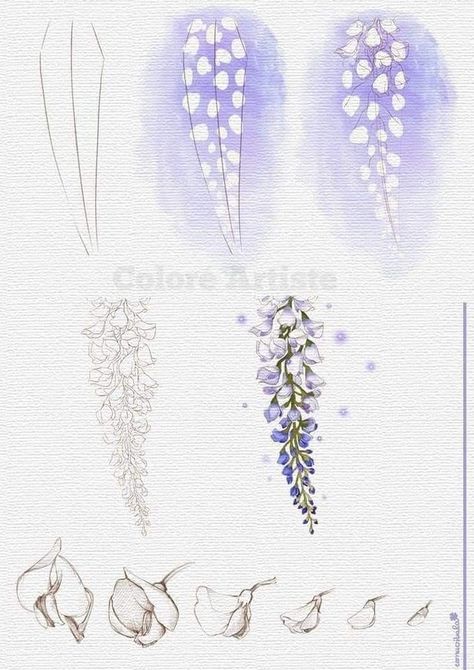 Chinese Wisteria, Drawing Vintage, Drawing Doodles, Botanical Drawing, Flower Drawing Tutorials, Flower Art Drawing, Drawing Style, Floral Drawing, Watercolor Flower Art