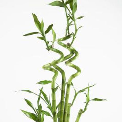 Lucky bamboo is a beautiful slow-growing indoor plant. Bamboo Plant Care, Dracaena Sanderiana, Ribbon Plant, Growing Bamboo, Lucky Bamboo Plants, Dracaena Plant, Bamboo Stalks, نباتات منزلية, Bamboo Plant