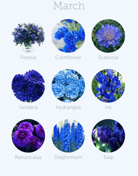 Blue Flowers Name, Navy Blue Wedding Inspiration, Blue Flower Types, Blue Flower Names, Types Of Blue Flowers, Sketch Room, Flower List, Flower Identification, Color Me Mine