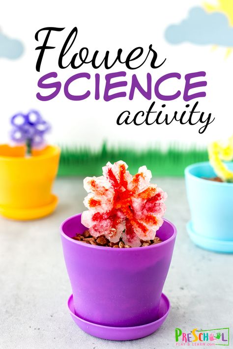 Flower Science Experiment, Experiment For Preschoolers, Pop Rocks Experiment, Spring Science Experiments, Pumpkin Science Experiment, Flower Crafts Preschool, Flower Science, Pumpkin Science, Spring Science