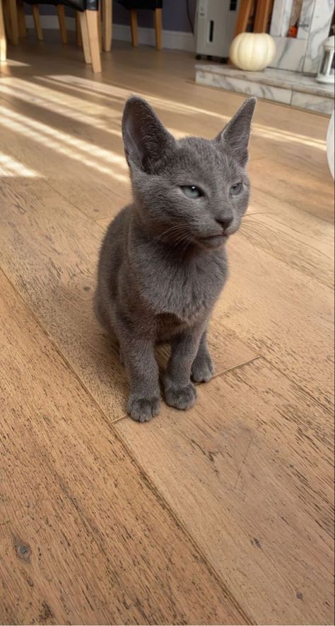 Cats Pretty, Most Popular Cat Breeds, Popular Cat Breeds, Most Beautiful Cat, Russian Blue Cat, Beautiful Cat Breeds, Cat Breed, Pretty Animals, Russian Blue