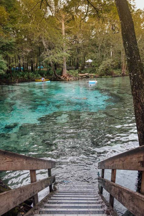 Ginnie Springs Florida, Natural Springs In Florida, Springs In Florida, Ginnie Springs, Rainbow Springs State Park, Manifesting 2024, Blue Springs State Park, Kelly Park, Fake Boyfriend