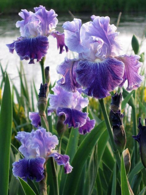 Tall Bearded Iris, White Iris, Iris Garden, Flowers Beautiful, Purple Iris, Beautiful Flowers Garden, Bearded Iris, Trendy Flowers, Iris Flowers