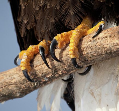 Eagle Talon, Natural Selection, Two Birds, Birds Of Prey, Bird Photography, Bald Eagle, Sloth, Animal Photography, Reptiles