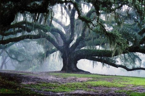 Willow Tree Photography, Weeping Willow Tree, Live Oak Trees, Old Oak Tree, Natural Ecosystem, Weeping Willow, Live Oak, Spanish Moss, Tree Photography