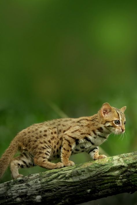 🐈 The rusty-spotted cat is one of the smallest species of cats in the world.   It is two times smaller than a domestic cat. 😀  Isn't she cute? 😍  #cat #Stadia #nature #wednesdaymorning #wildcat #wigan #rustywildcat Rusty Spotted Cat, Wild Cat Species, Street Cat, Spotted Cat, Cat Species, Wild Creatures, Small Cat, Funny Cat Memes, Domestic Cat