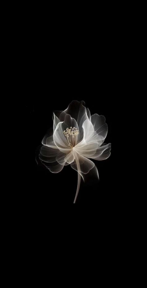 #initial #flowerbackground #hibiscus #flower #fyp | hibiscus flower | TikTok Black Flowers Wallpaper, Flowers Black Background, Iphone Wallpaper Stills, Flower Icons, Cream Wallpaper, Black Background Wallpaper, Simple Iphone Wallpaper, Nothing But Flowers, Iphone Wallpaper App