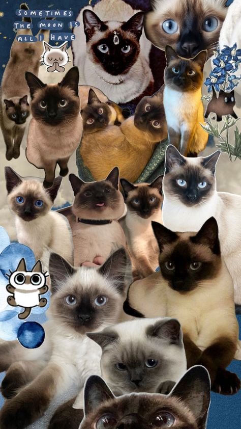 Siamese Cats Wallpaper, Cats Collage, Xiaomi Wallpapers, Kawaii Wallpaper, Cat Wallpaper, Siamese Cats, Collage, Kawaii