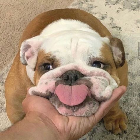 Cute Bulldog Puppies, Cute Dogs Images, Very Cute Puppies, Bulldog Funny, Cute Bulldogs, English Bulldog Puppies, Cute Animals Puppies, Very Cute Dogs, Really Cute Dogs