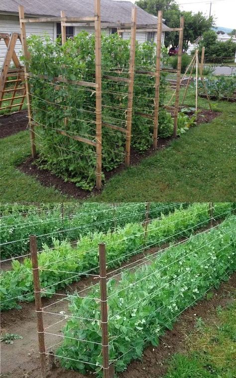 Cucumber Trellis Ideas, Plantarea Legumelor, Backyard Ducks, Cucumber Trellis, Diy Garden Trellis, Trellis Ideas, Garden Growing, Backyard Vegetable Gardens, Furniture Cheap