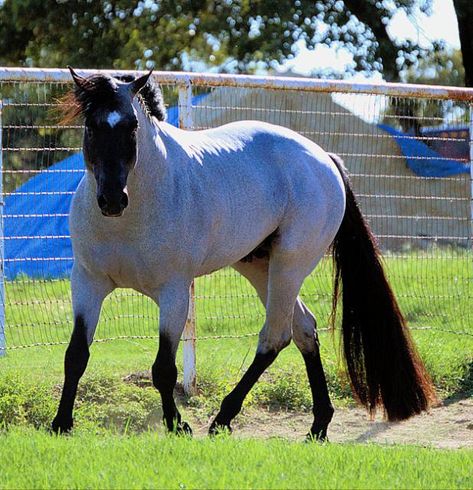 Quarter Horse stallion My Final Notice.....absolutely beautiful horse! Blue Roan Horse, Aqha Stallion, Quarter Horse Stallion, Blue Roan, Quarter Horses, American Quarter Horse, Majestic Horse, All The Pretty Horses, Horse Crazy