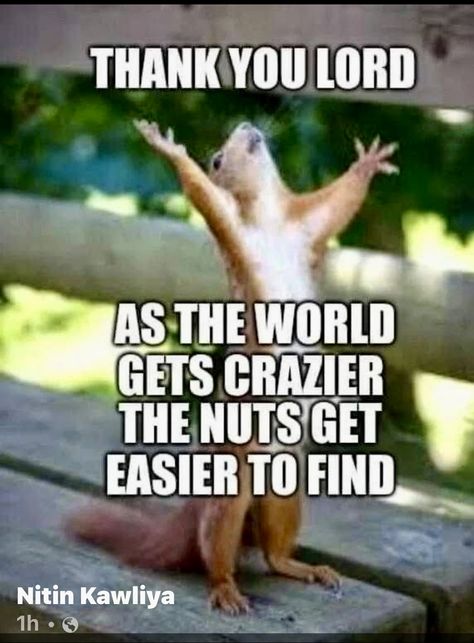 Squirrel Quotes, Clown Show, Hilarious Texts, Happy Day Quotes, Funny Day Quotes, Funny Cartoon Characters, Good Morning Funny Pictures, Squirrel Funny, Stars Align