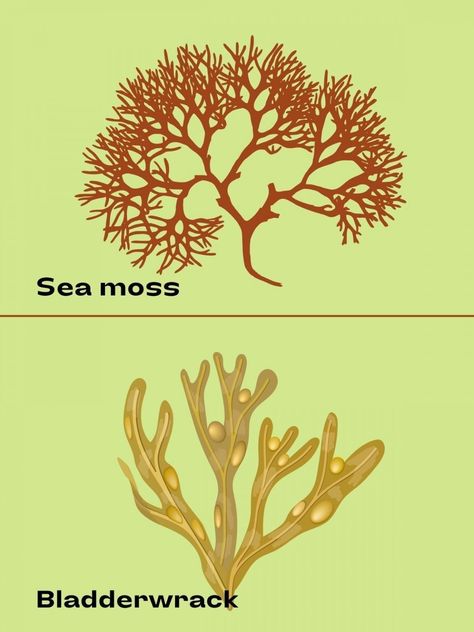 Sea Moss and Bladderwrack Combo: Uses, Benefits, and Side Effects https://alkalineveganlounge.com/sea-moss-and-bladderwrack-combo-uses-benefits-side-effects-and-how-to-make/ Bladderwrack Benefits, Sources Of Iodine, Sea Plants, Similarities And Differences, Sea Moss, Side Effects, What If, Vitamins, Benefits